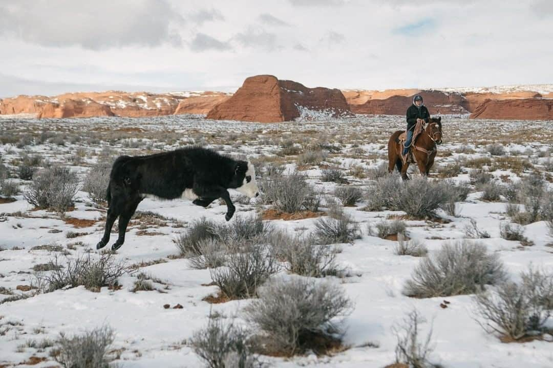 National Geographic Travelさんのインスタグラム写真 - (National Geographic TravelInstagram)「Photo by @kiliiiyuyan | In Northern Arizona, a Diné (Navajo) man drives his family’s cattle to auction. On Navajo land, many continue to live a pastoral lifestyle, herding sheep or cows as they have for centuries. Follow me, @kiliiiyuyan, for more from the indigenous world and beyond. #navajo #indigenous #arizona」6月17日 10時01分 - natgeotravel