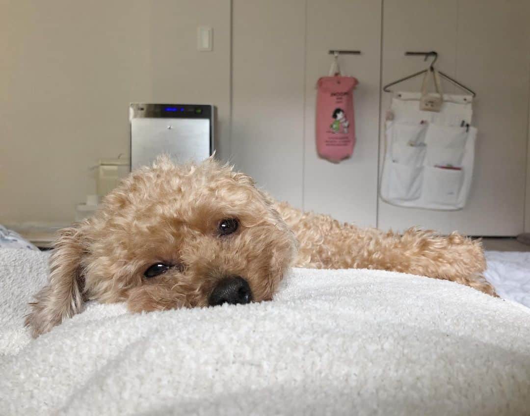 木村沙織さんのインスタグラム写真 - (木村沙織Instagram)「. しゅぷおはよー🌞 . . #月曜日 #しゅぷ🐶 . #なかなか起きない犬」6月17日 10時38分 - saoriiiii819