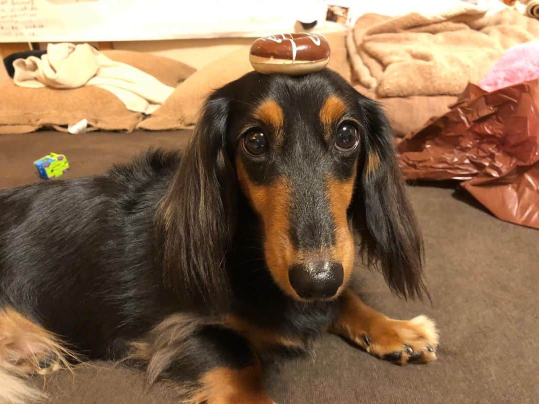 すしらーめん《りく》のインスタグラム：「（※念力中…） #いぬ #超能力 #ドーナツ #dog」