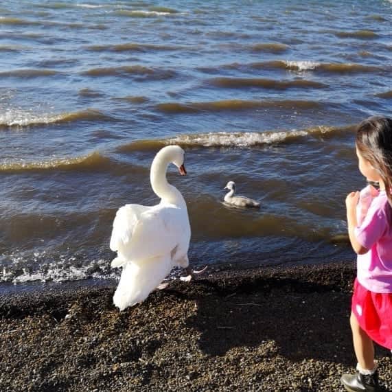 蛯原英里さんのインスタグラム写真 - (蛯原英里Instagram)「・ 昨日から山中湖に来ています ・ お散歩していると白鳥の親子に遭遇✨ ・ 「パパとママとお姉ちゃんと弟の親子で一緒だね🎵」と😊 凄く近くまで近づいても大丈夫でした ・ 白鳥の赤ちゃんフワフワしていて可愛かった～！ 良い思い出になったね～！ ・ ・  #山中湖 #白鳥  #白鳥の親子に遭遇 #雛鳥  #可愛かった  #kidsfashion #kidswear  #ecragee #babysisland_official」6月17日 10時52分 - eriebihara