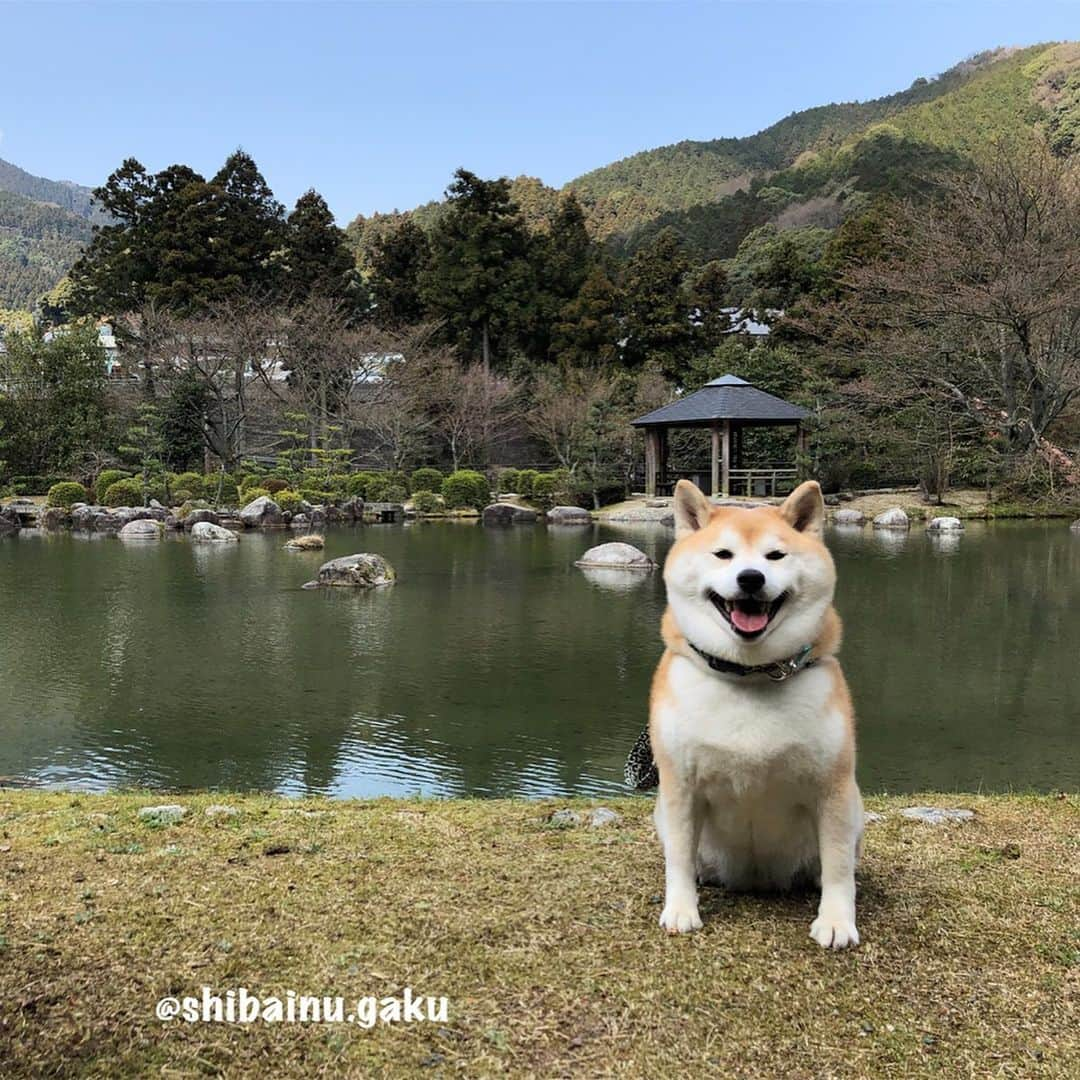 Kazumi-Gakumamaさんのインスタグラム写真 - (Kazumi-GakumamaInstagram)「憧れだった瀬戸大橋を渡り、与島パーキングエリアで記念撮影をした岳➰🐕🌉✨ *  2枚目は、「伊予三湯」のひとつ「本谷温泉」 館に隣接する公園でキャンプサイトや水車が整備され、大明神川沿いにある「本谷公園」でハイポーズ📸 公園というより小さな庭園といえます。 *  この日は「伊予三湯 本谷温泉」♨️をあつし犬が取材✏️ *  そして、少し順番が前後しますが、あつし犬が一度どうしても見せたかったという、安芸市の史跡『野良時計』も見せて貰いました〜🕒 サービスカット⁉︎でママも一緒にハイ！チーズ‼︎🐕👩✌️ *  室戸岬ではジオパークに生息する『アコウ』 の木の前でも記念撮影🌲📷 地上に出た根っこがとても立派で神秘的、まるでラピュタに出てきそうな木は天然記念物に指定されています✨ *  坂本龍馬とともに維新回天に尽力し、30歳の若さで没した「中岡慎太郎像」の前でも記念撮影したぜよ🏯 *  岳も私も初めて訪れた四国の旅。 ステキなところだったけど、なにせ忙しなかったから、次はゆ〜っくり楽しみたいです😌 🐾----*----*----*----🐾 My dog ​​Gaku and I enjoyed sightseeing in Shikoku Island🐕👩💞 🐾----*----*----*----🐾 #柴犬 #岳 #柴犬岳 #柴犬ガク#gaku #shibainugaku #shiba #shibainu #shibastagram #pecoいぬ部 #ペコいぬ部  #pecotv #いぬすたぐらむ #ふわもこ部 #ワンフルエンサー  #室戸岬 #アコウの木 #野良時計 #20190617」6月17日 11時12分 - shibainu.gaku