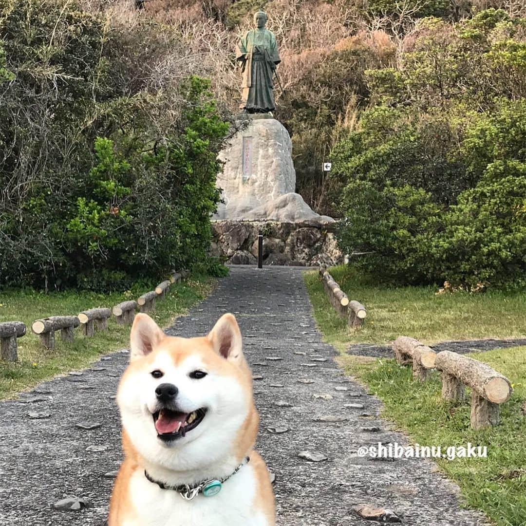 Kazumi-Gakumamaさんのインスタグラム写真 - (Kazumi-GakumamaInstagram)「憧れだった瀬戸大橋を渡り、与島パーキングエリアで記念撮影をした岳➰🐕🌉✨ *  2枚目は、「伊予三湯」のひとつ「本谷温泉」 館に隣接する公園でキャンプサイトや水車が整備され、大明神川沿いにある「本谷公園」でハイポーズ📸 公園というより小さな庭園といえます。 *  この日は「伊予三湯 本谷温泉」♨️をあつし犬が取材✏️ *  そして、少し順番が前後しますが、あつし犬が一度どうしても見せたかったという、安芸市の史跡『野良時計』も見せて貰いました〜🕒 サービスカット⁉︎でママも一緒にハイ！チーズ‼︎🐕👩✌️ *  室戸岬ではジオパークに生息する『アコウ』 の木の前でも記念撮影🌲📷 地上に出た根っこがとても立派で神秘的、まるでラピュタに出てきそうな木は天然記念物に指定されています✨ *  坂本龍馬とともに維新回天に尽力し、30歳の若さで没した「中岡慎太郎像」の前でも記念撮影したぜよ🏯 *  岳も私も初めて訪れた四国の旅。 ステキなところだったけど、なにせ忙しなかったから、次はゆ〜っくり楽しみたいです😌 🐾----*----*----*----🐾 My dog ​​Gaku and I enjoyed sightseeing in Shikoku Island🐕👩💞 🐾----*----*----*----🐾 #柴犬 #岳 #柴犬岳 #柴犬ガク#gaku #shibainugaku #shiba #shibainu #shibastagram #pecoいぬ部 #ペコいぬ部  #pecotv #いぬすたぐらむ #ふわもこ部 #ワンフルエンサー  #室戸岬 #アコウの木 #野良時計 #20190617」6月17日 11時12分 - shibainu.gaku