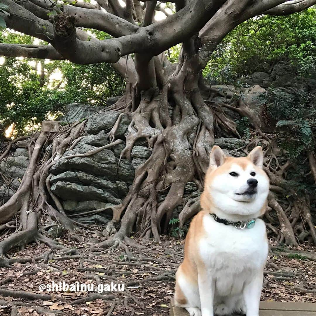 Kazumi-Gakumamaさんのインスタグラム写真 - (Kazumi-GakumamaInstagram)「憧れだった瀬戸大橋を渡り、与島パーキングエリアで記念撮影をした岳➰🐕🌉✨ *  2枚目は、「伊予三湯」のひとつ「本谷温泉」 館に隣接する公園でキャンプサイトや水車が整備され、大明神川沿いにある「本谷公園」でハイポーズ📸 公園というより小さな庭園といえます。 *  この日は「伊予三湯 本谷温泉」♨️をあつし犬が取材✏️ *  そして、少し順番が前後しますが、あつし犬が一度どうしても見せたかったという、安芸市の史跡『野良時計』も見せて貰いました〜🕒 サービスカット⁉︎でママも一緒にハイ！チーズ‼︎🐕👩✌️ *  室戸岬ではジオパークに生息する『アコウ』 の木の前でも記念撮影🌲📷 地上に出た根っこがとても立派で神秘的、まるでラピュタに出てきそうな木は天然記念物に指定されています✨ *  坂本龍馬とともに維新回天に尽力し、30歳の若さで没した「中岡慎太郎像」の前でも記念撮影したぜよ🏯 *  岳も私も初めて訪れた四国の旅。 ステキなところだったけど、なにせ忙しなかったから、次はゆ〜っくり楽しみたいです😌 🐾----*----*----*----🐾 My dog ​​Gaku and I enjoyed sightseeing in Shikoku Island🐕👩💞 🐾----*----*----*----🐾 #柴犬 #岳 #柴犬岳 #柴犬ガク#gaku #shibainugaku #shiba #shibainu #shibastagram #pecoいぬ部 #ペコいぬ部  #pecotv #いぬすたぐらむ #ふわもこ部 #ワンフルエンサー  #室戸岬 #アコウの木 #野良時計 #20190617」6月17日 11時12分 - shibainu.gaku