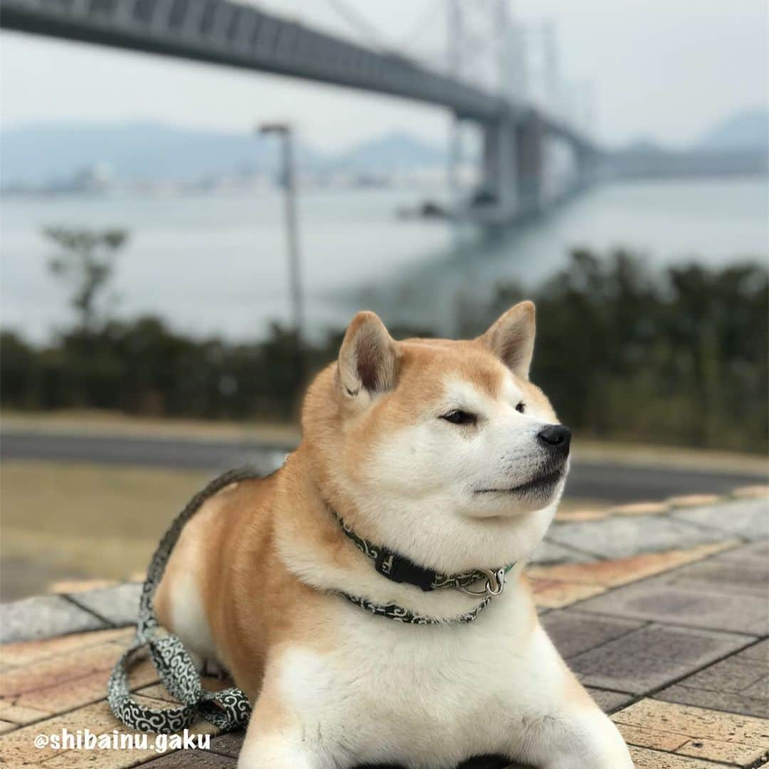 Kazumi-Gakumamaさんのインスタグラム写真 - (Kazumi-GakumamaInstagram)「憧れだった瀬戸大橋を渡り、与島パーキングエリアで記念撮影をした岳➰🐕🌉✨ *  2枚目は、「伊予三湯」のひとつ「本谷温泉」 館に隣接する公園でキャンプサイトや水車が整備され、大明神川沿いにある「本谷公園」でハイポーズ📸 公園というより小さな庭園といえます。 *  この日は「伊予三湯 本谷温泉」♨️をあつし犬が取材✏️ *  そして、少し順番が前後しますが、あつし犬が一度どうしても見せたかったという、安芸市の史跡『野良時計』も見せて貰いました〜🕒 サービスカット⁉︎でママも一緒にハイ！チーズ‼︎🐕👩✌️ *  室戸岬ではジオパークに生息する『アコウ』 の木の前でも記念撮影🌲📷 地上に出た根っこがとても立派で神秘的、まるでラピュタに出てきそうな木は天然記念物に指定されています✨ *  坂本龍馬とともに維新回天に尽力し、30歳の若さで没した「中岡慎太郎像」の前でも記念撮影したぜよ🏯 *  岳も私も初めて訪れた四国の旅。 ステキなところだったけど、なにせ忙しなかったから、次はゆ〜っくり楽しみたいです😌 🐾----*----*----*----🐾 My dog ​​Gaku and I enjoyed sightseeing in Shikoku Island🐕👩💞 🐾----*----*----*----🐾 #柴犬 #岳 #柴犬岳 #柴犬ガク#gaku #shibainugaku #shiba #shibainu #shibastagram #pecoいぬ部 #ペコいぬ部  #pecotv #いぬすたぐらむ #ふわもこ部 #ワンフルエンサー  #室戸岬 #アコウの木 #野良時計 #20190617」6月17日 11時12分 - shibainu.gaku