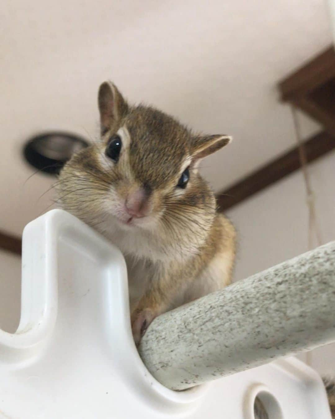 peace_0322さんのインスタグラム写真 - (peace_0322Instagram)「#リス#シマリス#ふわもこ部 お母さんここで食べてもいい？😊 お掃除が大変だけど…いいよ この顔を見たら断れないよ🤣」6月17日 11時08分 - peace_0322