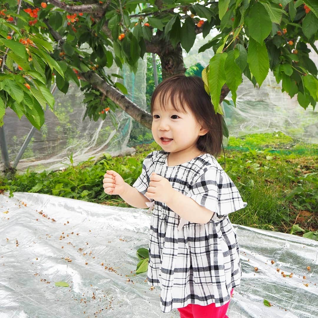 Kuboi Ayumiさんのインスタグラム写真 - (Kuboi AyumiInstagram)「家族でさくらんぼ狩り☆ 果実の里 原田農園さんに行ってきました。  大好きなさくらんぼが目の前にいっぱいで大興奮の娘たち。 高砂、正光錦、佐藤錦、紅秀峰、ナポレオンなどの品種があり、自分好みの木を探してみました。  脚立にのぼって高いところにある赤いさくらんぼを取っては、ママ・パパ・妹に渡してくれる長女。  結構な高さなので怖がるかと思ったら、ひとりでひょいひょい登っていました（笑） おいしくて食べすぎちゃった！  こちらの農園では季節によって、いちごやりんご、きのこ、ブルーベリ、ももなど たくさんの味覚狩りを楽しめるんだそう。  ちなみに、ホテルは「水上温泉　みなかみホテルジュラク」に泊ったのですが、食事はおいしいし、きれいでサービスもいっぱい！ 家族旅行に本当におすすめ！  #家族旅行 #群馬旅行　#みなかみ　#水上温泉 #さくらんぼ狩り #果物狩り #味覚狩り #さくらんぼ #みなかみホテルジュラク #宿泊体験記　#travel #gunma #佐藤錦 #ドライブ #drive #温泉 #onsen #食育 #原田農園」6月17日 22時16分 - himekagami