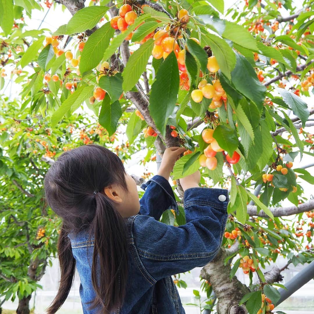 Kuboi Ayumiさんのインスタグラム写真 - (Kuboi AyumiInstagram)「家族でさくらんぼ狩り☆ 果実の里 原田農園さんに行ってきました。  大好きなさくらんぼが目の前にいっぱいで大興奮の娘たち。 高砂、正光錦、佐藤錦、紅秀峰、ナポレオンなどの品種があり、自分好みの木を探してみました。  脚立にのぼって高いところにある赤いさくらんぼを取っては、ママ・パパ・妹に渡してくれる長女。  結構な高さなので怖がるかと思ったら、ひとりでひょいひょい登っていました（笑） おいしくて食べすぎちゃった！  こちらの農園では季節によって、いちごやりんご、きのこ、ブルーベリ、ももなど たくさんの味覚狩りを楽しめるんだそう。  ちなみに、ホテルは「水上温泉　みなかみホテルジュラク」に泊ったのですが、食事はおいしいし、きれいでサービスもいっぱい！ 家族旅行に本当におすすめ！  #家族旅行 #群馬旅行　#みなかみ　#水上温泉 #さくらんぼ狩り #果物狩り #味覚狩り #さくらんぼ #みなかみホテルジュラク #宿泊体験記　#travel #gunma #佐藤錦 #ドライブ #drive #温泉 #onsen #食育 #原田農園」6月17日 22時16分 - himekagami