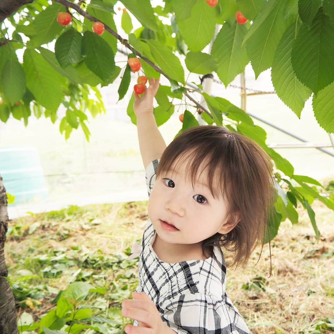 Kuboi Ayumiさんのインスタグラム写真 - (Kuboi AyumiInstagram)「家族でさくらんぼ狩り☆ 果実の里 原田農園さんに行ってきました。  大好きなさくらんぼが目の前にいっぱいで大興奮の娘たち。 高砂、正光錦、佐藤錦、紅秀峰、ナポレオンなどの品種があり、自分好みの木を探してみました。  脚立にのぼって高いところにある赤いさくらんぼを取っては、ママ・パパ・妹に渡してくれる長女。  結構な高さなので怖がるかと思ったら、ひとりでひょいひょい登っていました（笑） おいしくて食べすぎちゃった！  こちらの農園では季節によって、いちごやりんご、きのこ、ブルーベリ、ももなど たくさんの味覚狩りを楽しめるんだそう。  ちなみに、ホテルは「水上温泉　みなかみホテルジュラク」に泊ったのですが、食事はおいしいし、きれいでサービスもいっぱい！ 家族旅行に本当におすすめ！  #家族旅行 #群馬旅行　#みなかみ　#水上温泉 #さくらんぼ狩り #果物狩り #味覚狩り #さくらんぼ #みなかみホテルジュラク #宿泊体験記　#travel #gunma #佐藤錦 #ドライブ #drive #温泉 #onsen #食育 #原田農園」6月17日 22時16分 - himekagami