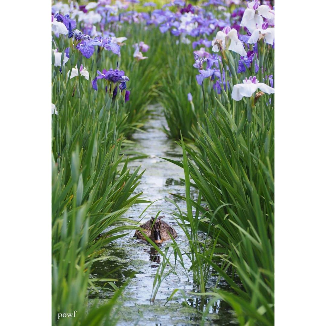 anemone_69のインスタグラム：「. . #カモ #鴨 #北山公園 . . .」