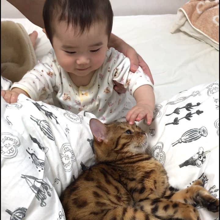 のインスタグラム：「なつこさん、弟くんのなでなでにびっくり😳❗️ でもおててにちゅっ😽 なつこさんは優しいお姉ちゃん😂 ・ #なつこ #なっちゃん #なつこさん  #ペコねこ部 #みんねこ #picneko #nekoclub #instacat #catstagram #catlover #ilovecat #catsofinstagram #ねこ部 #ふわもこ部 #ねこら部 #にゃんだふるらいふ #にゃんすたぐらむ #ねこすたぐらむ #猫のいる暮らし #赤ちゃんと猫 #猫と赤ちゃん」
