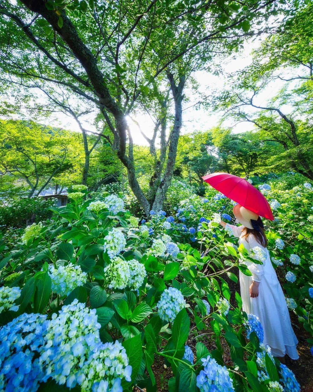 Takefumi Tezkaのインスタグラム：「✴︎IRIX11ミリで試し撮り📸 ✴︎ ✴︎ #igshotz#inspiring_shot #awesomeglobe #awesome_earthpix#worldprime #awesomeearth#whpnaturallight #wonderful_places#beautifuldestinations #earthpix #earthfocus #hubs_united#hubsplanet #earth_shotz#awesome_photographers  #earthofficial #fantastic_earth#discoverearth#紫陽花#アジサイ#花#ペンタックス#japan#日本#東京カメラ部#PENTAX#撮影会#兵庫県」