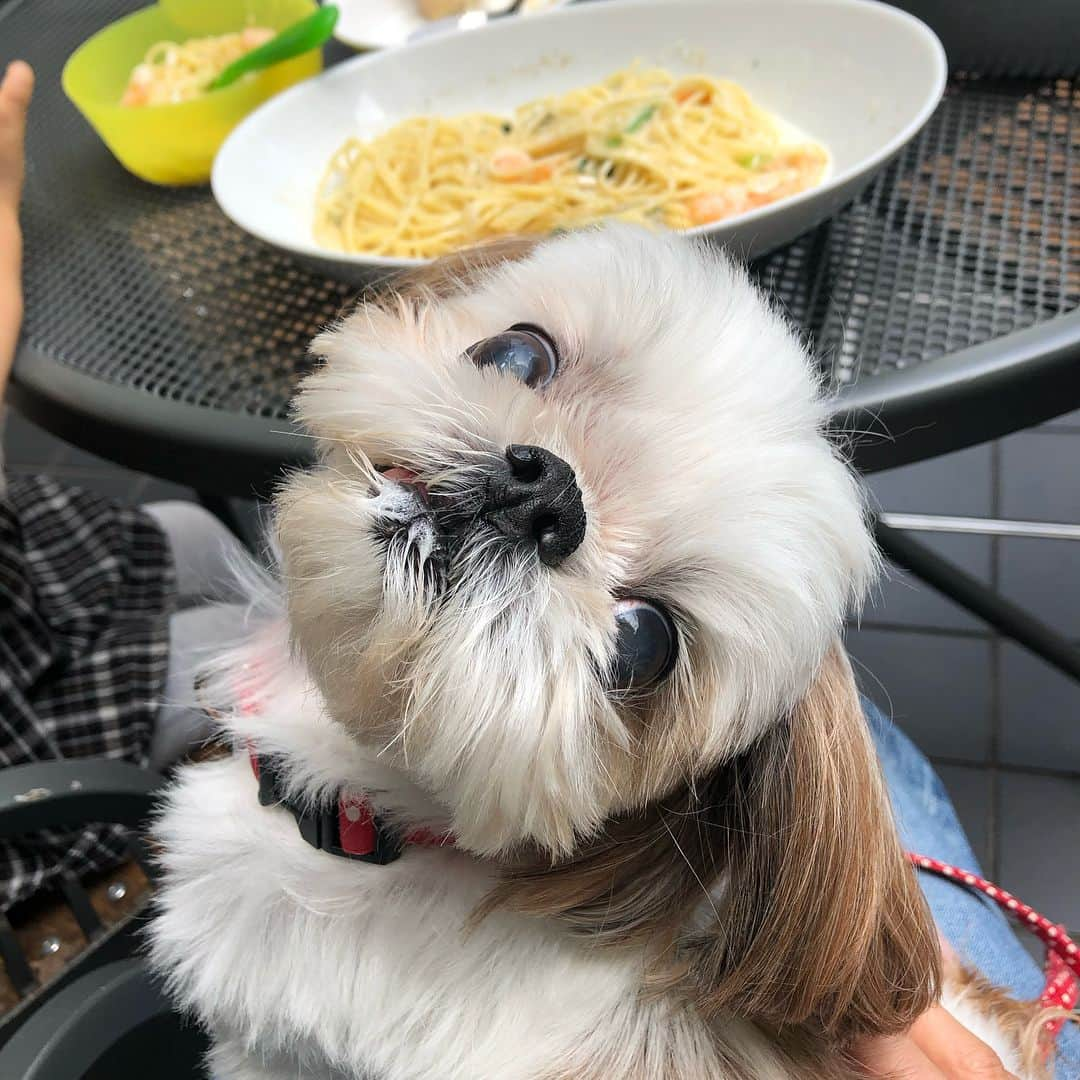 いりこのインスタグラム：「ランチ🍴 ほぼパン粉みたいなパンのかけらをいりこに食べさせようと必死な妹👧🏻」