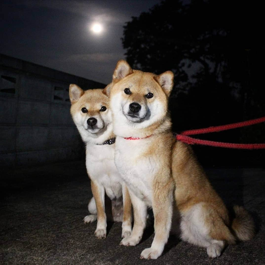 柴犬たま Shibainu Tamaのインスタグラム