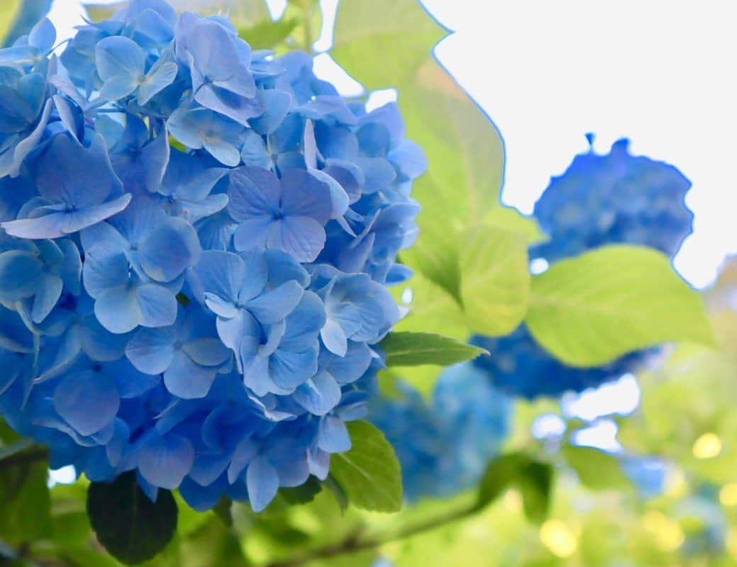 尾上彩さんのインスタグラム写真 - (尾上彩Instagram)「The season of hydrangeas🌸☔️ ・ 紫陽花の季節🌸☔️ この時期の鎌倉も良き！ ・ #明月院 #紫陽花 #鎌倉 #kamakura #hydrangea」6月17日 21時41分 - aya_onoe