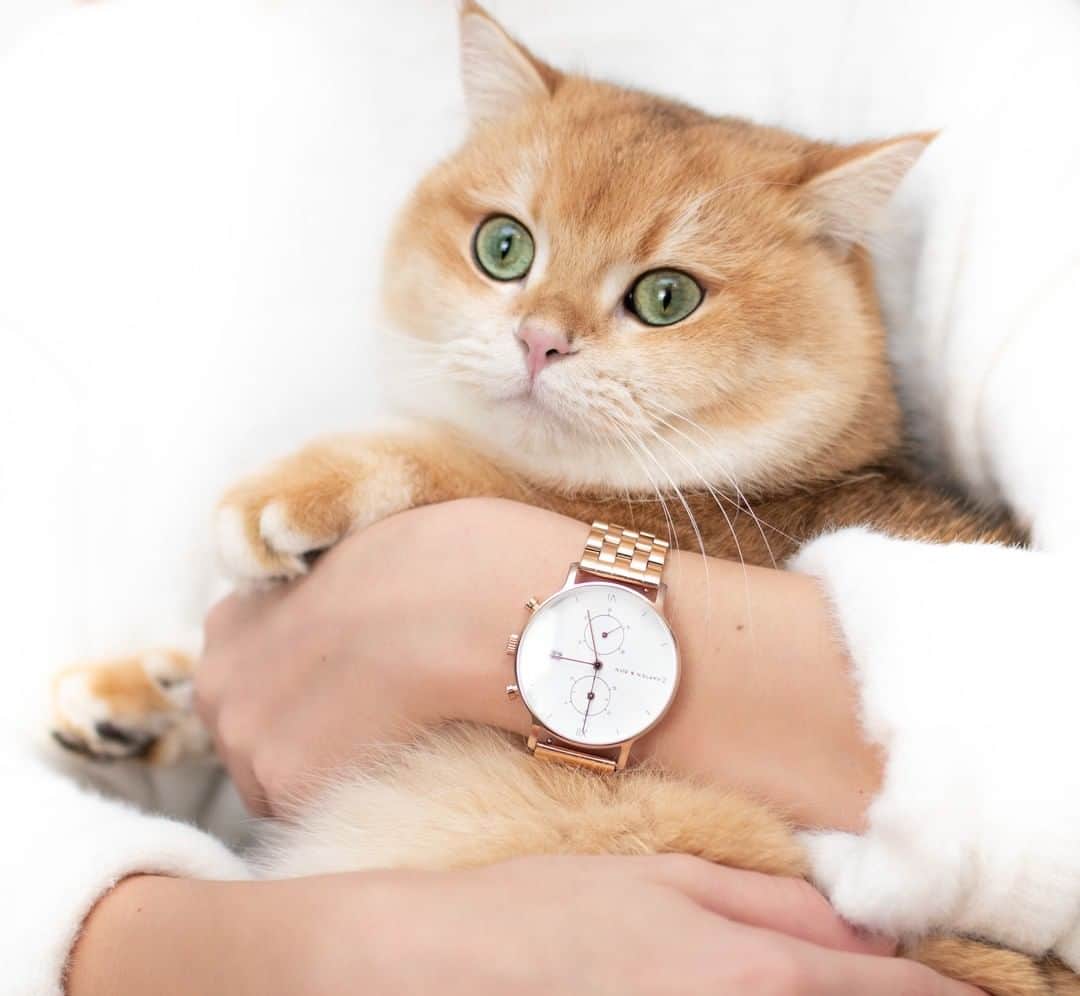 Kapten & Sonさんのインスタグラム写真 - (Kapten & SonInstagram)「'Taking on the world one paw at a time.' 🐱 @amy_simba has a match with our beautiful Chrono Gold Steel! ✨ #bekapten #kaptenandson﻿ .﻿ .﻿ .﻿ #cats #cute #kitten #watches #catsofinstagram #potd #happycatclub #catsofday #dailyinspo #catstagram」6月17日 22時01分 - kaptenandson
