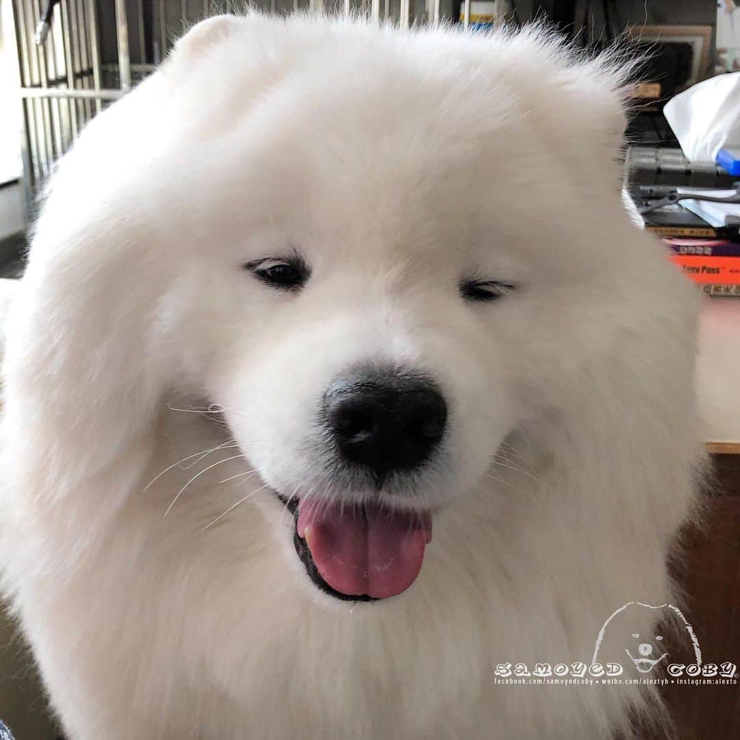 Alex Toさんのインスタグラム写真 - (Alex ToInstagram)「😜😜😜 #cute #dog #doglover #dogsofinstagram #dogoftheday #dogofthedayjp #dogstagram #fluffy #hkig #hongkong #ilovemydog #instadog #instagood #instamood #instagraphy #instapic #samoyedoninstagram #pet #petlovers #petsofinstagram #petstagram #photooftheday #puppy #pupsofinstagram #samoyed #samoyedsofinstagram #webstagram #犬 #サモエド」6月17日 13時40分 - alexto