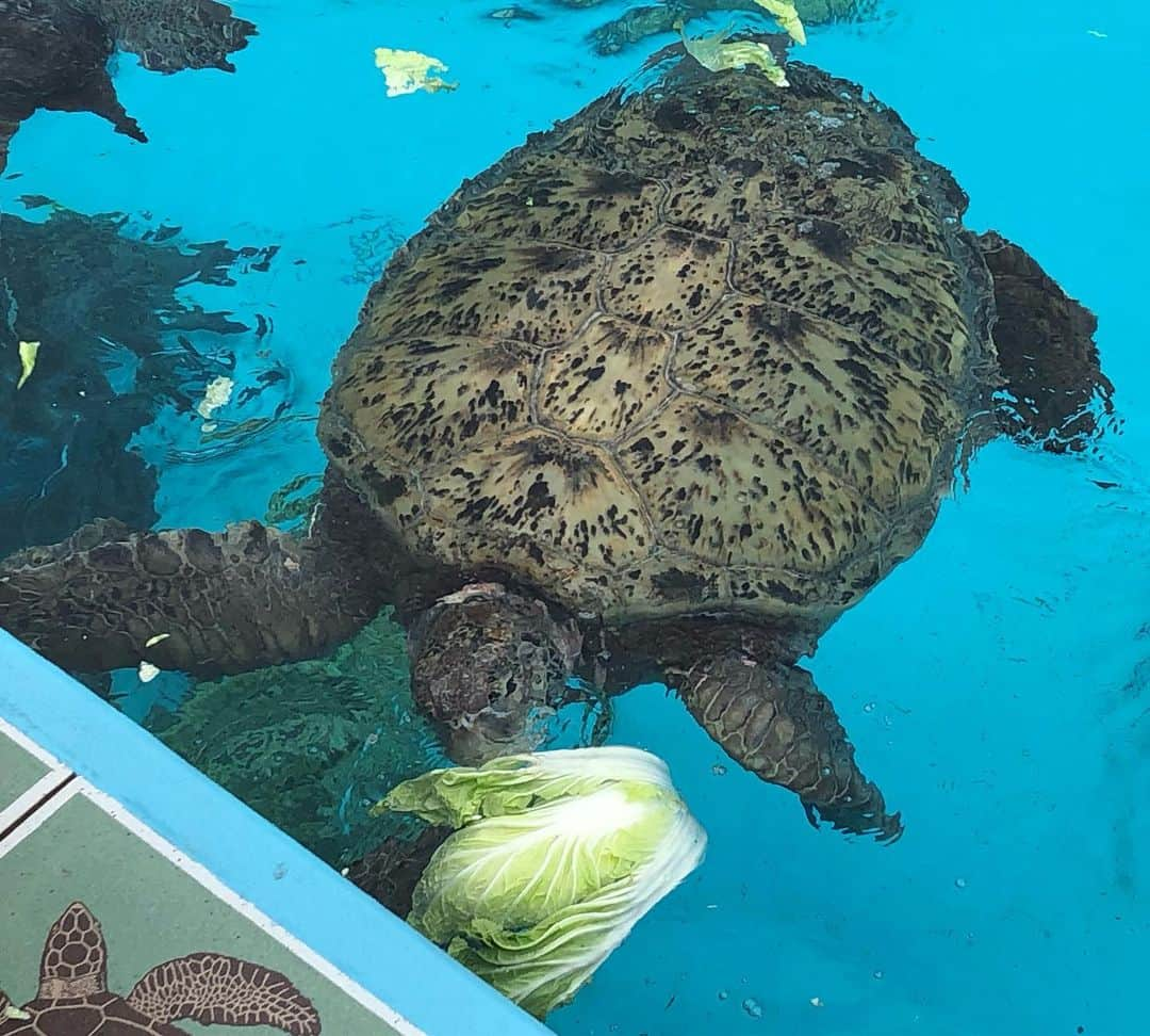 南早苗さんのインスタグラム写真 - (南早苗Instagram)「久々の美ら海水族館は、やっぱり感動✨ #沖縄 #美ら海水族館 #一日中いられる場所 #ジンベイザメ #マンタ #マナティ #カメが白菜 #食べるそうな #ヤギもいるよw」6月17日 13時41分 - minamisanae