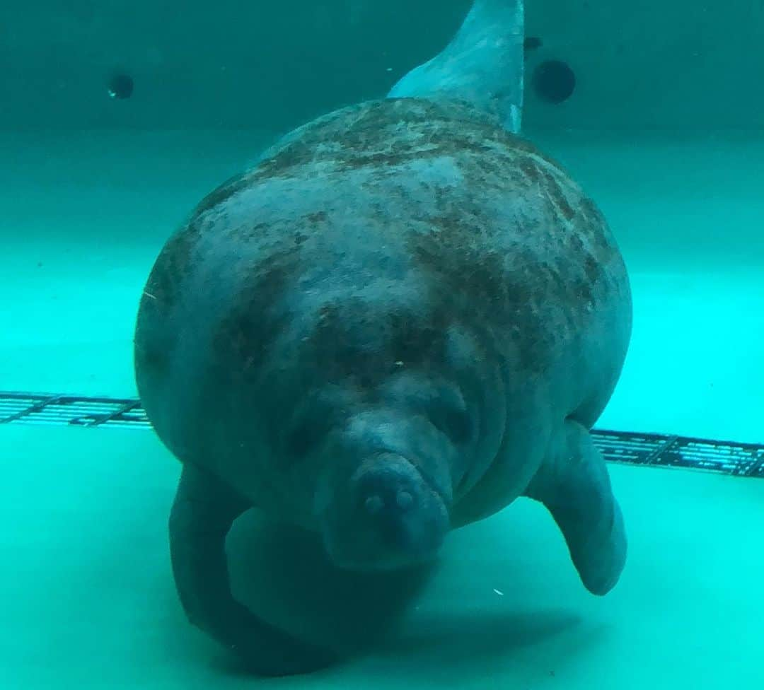 南早苗さんのインスタグラム写真 - (南早苗Instagram)「久々の美ら海水族館は、やっぱり感動✨ #沖縄 #美ら海水族館 #一日中いられる場所 #ジンベイザメ #マンタ #マナティ #カメが白菜 #食べるそうな #ヤギもいるよw」6月17日 13時41分 - minamisanae