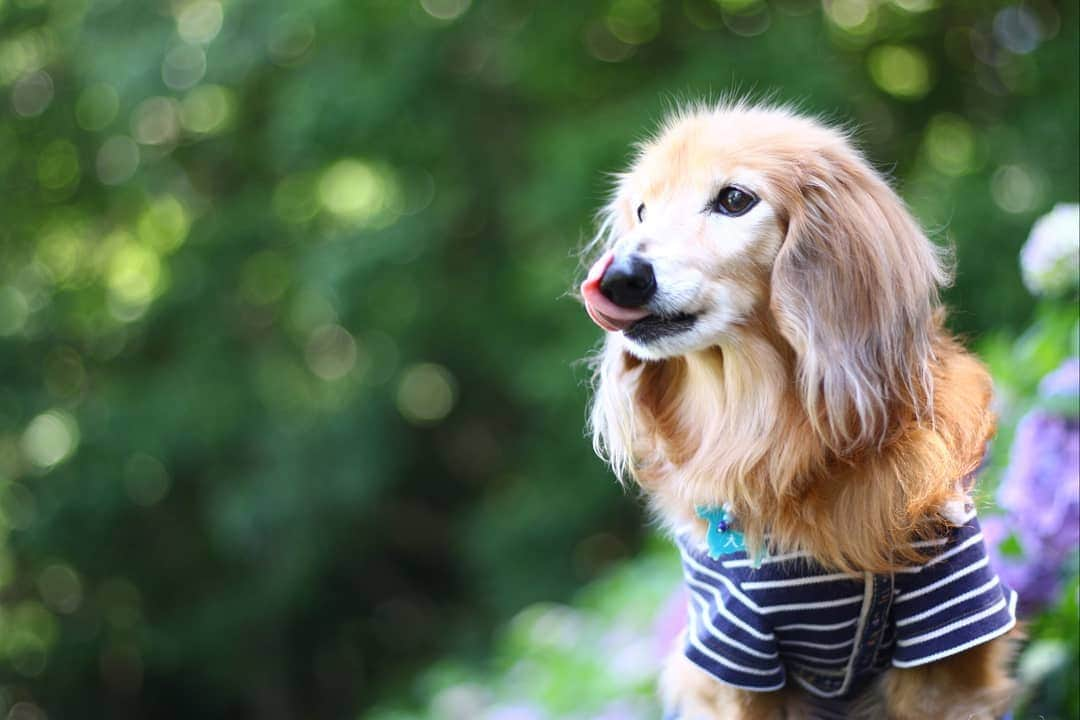 ?モデル?大地?さんのインスタグラム写真 - (?モデル?大地?Instagram)「♪🐾2019*6*17🐾 . 先週 @riku.haru.karin 🐾りく君🐾はる君🐾かりんちゃんと一緒に 引地川親水公園に 💠あじさいを見に行って来たよ🎶😄 . . 今回もizumiさんが✨素敵な📷写真を 沢山撮ってくれたんだ〜🎶😄 . . izumiさん🎶 いつも本当にありがと〜😘😘😘 . . 📷Photo by izumi . . 🐾🐾🐾🐾🐾🐾🐾🐾🐾🐾🐾🐾🐾🐾 . #大地#大好き#だいすき #いつも一緒#ずっと一緒 #大地なしでは生きて行けませんw #いぬ#犬#わんこ#ワンコ . #愛犬 #犬バカ部#いぬら部#いぬすたぐらむ #犬のいる暮らし #pecoいぬ部#朝活 #あじさい#紫陽花#公園#最高 . #横浜#yokohama#神奈川 #散歩 #お散歩 #ミニチュアダックスフンド#ミニチュアダックス #ダックスフンド#ダックス」6月17日 13時34分 - sachi_daichi