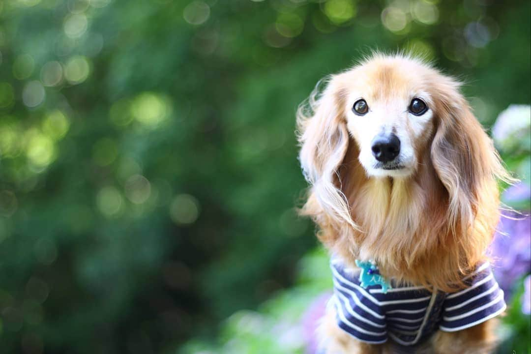 ?モデル?大地?さんのインスタグラム写真 - (?モデル?大地?Instagram)「♪🐾2019*6*17🐾 . 先週 @riku.haru.karin 🐾りく君🐾はる君🐾かりんちゃんと一緒に 引地川親水公園に 💠あじさいを見に行って来たよ🎶😄 . . 今回もizumiさんが✨素敵な📷写真を 沢山撮ってくれたんだ〜🎶😄 . . izumiさん🎶 いつも本当にありがと〜😘😘😘 . . 📷Photo by izumi . . 🐾🐾🐾🐾🐾🐾🐾🐾🐾🐾🐾🐾🐾🐾 . #大地#大好き#だいすき #いつも一緒#ずっと一緒 #大地なしでは生きて行けませんw #いぬ#犬#わんこ#ワンコ . #愛犬 #犬バカ部#いぬら部#いぬすたぐらむ #犬のいる暮らし #pecoいぬ部#朝活 #あじさい#紫陽花#公園#最高 . #横浜#yokohama#神奈川 #散歩 #お散歩 #ミニチュアダックスフンド#ミニチュアダックス #ダックスフンド#ダックス」6月17日 13時34分 - sachi_daichi