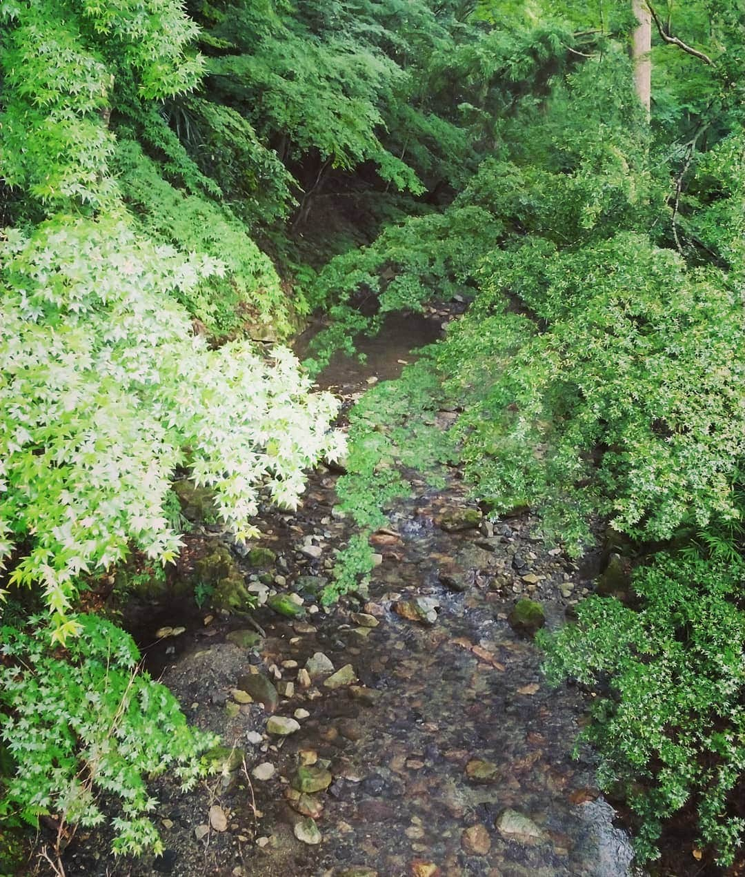 市川笑野さんのインスタグラム写真 - (市川笑野Instagram)「比叡山を大津側に下山し、日吉大社にお参りしました。 #比叡山 #日吉大社 #大宮川 #山王総本宮 #ナルト歌舞伎休演日 #naruto #japan」6月17日 13時42分 - emino.i