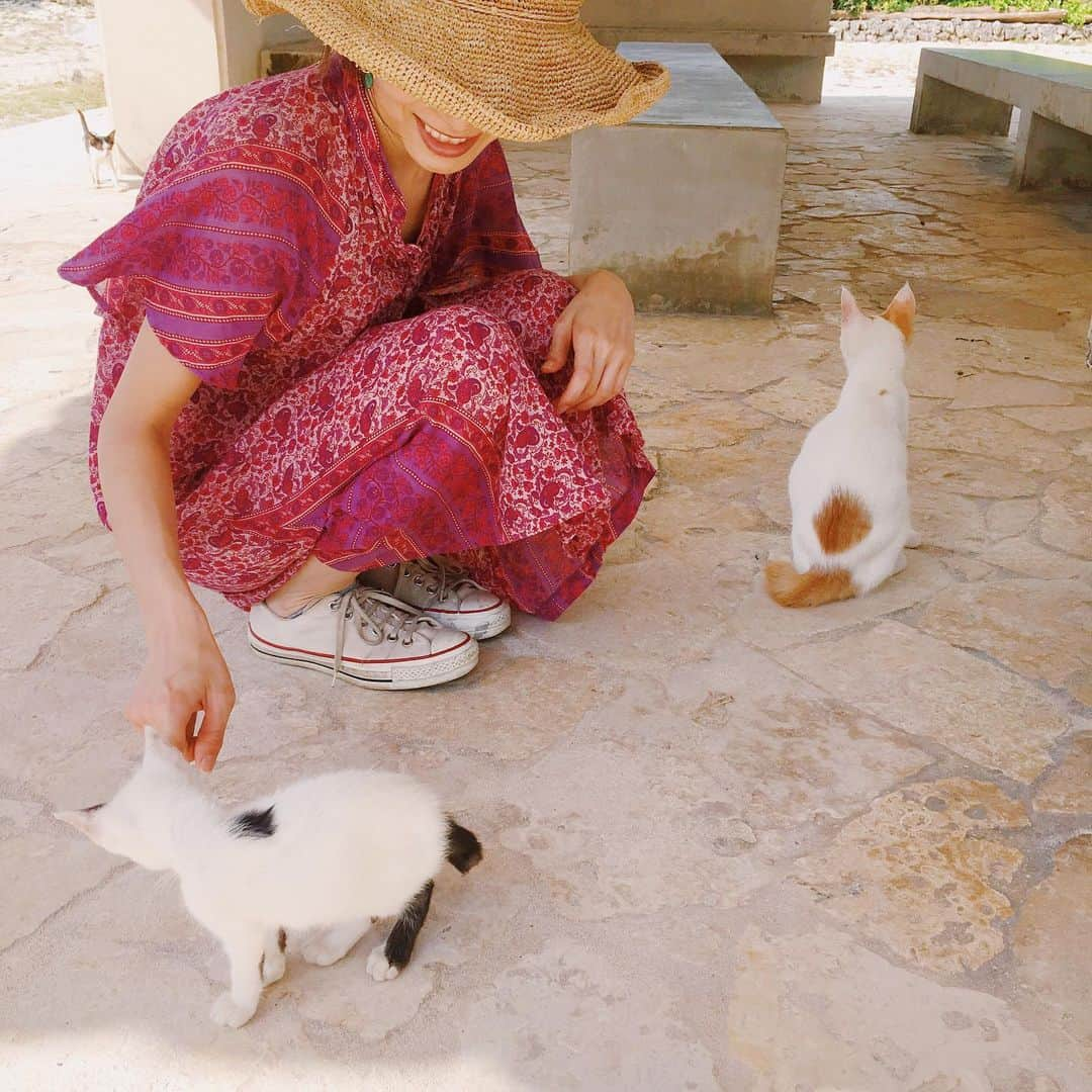 和田美由紀さんのインスタグラム写真 - (和田美由紀Instagram)「🐈🐈🐈💕」6月17日 13時51分 - miyuwada