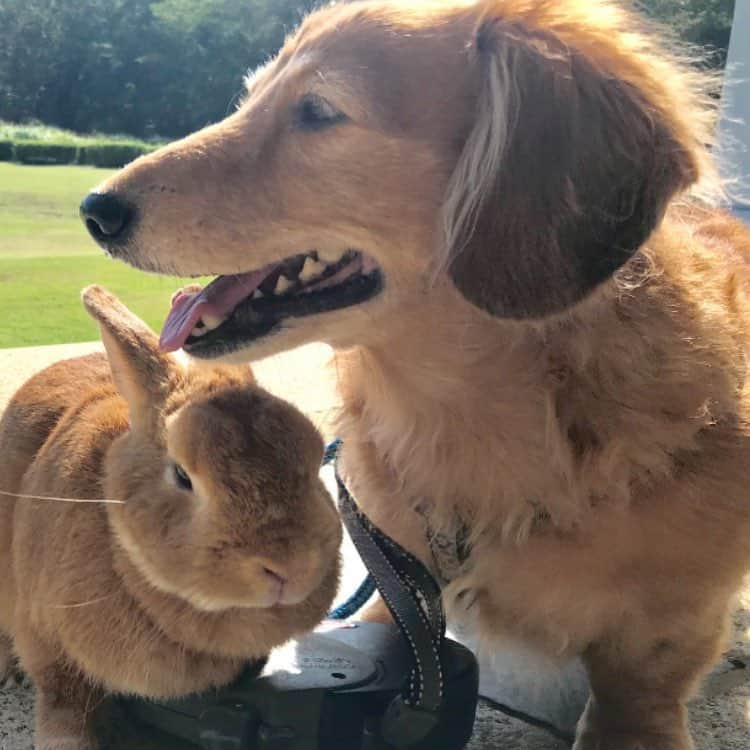 Chieko Shibutaさんのインスタグラム写真 - (Chieko ShibutaInstagram)「たろー🐶&うじゃこ🐰地方☀ 梅雨の合間の☀ あさんぽ🌿 たろー！ 明日から☔みたいだよ だから　さんぽ🌿　楽しまないとね⭐💚 だけど　暑い（；´д｀）🐰☆ 💕✨🐶🍀🐰✨💕 #dachshund #dachshunds #dachshundlove #dog #dogs #doglove #instadog #instagram #instagood #pet #pets #petsagram #cute #cutepe #cutepet #cutedog #cuteanimals #likes #09076999576 happy #smile #rabbit #ラビット #ミニュチュア #ミニュチュアダックス  #ミニュチュアダックスフント #うさぎ部 #うさぎ #ダックス #ダックスフンドロングヘアー#ねざーらんどわーふ」6月17日 13時56分 - chieko.81