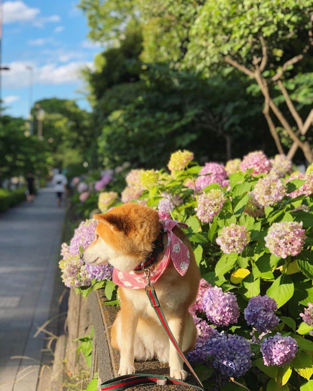 くるみさんのインスタグラム写真 - (くるみInstagram)「. 暑くて笑ってるだけで 3枚目がほんとのドナさんだよ😎 . . #どよどよ #それでも飼い主は #一緒にいられたらそりでしあわせ #紫陽花 #柴犬くるみ #shiba #dog」6月17日 14時20分 - kurukurukurumi222