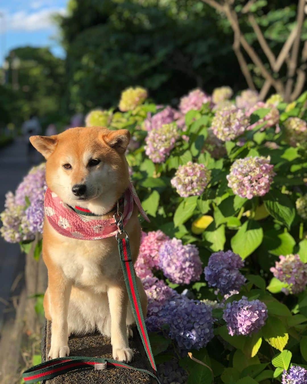 くるみさんのインスタグラム写真 - (くるみInstagram)「. 暑くて笑ってるだけで 3枚目がほんとのドナさんだよ😎 . . #どよどよ #それでも飼い主は #一緒にいられたらそりでしあわせ #紫陽花 #柴犬くるみ #shiba #dog」6月17日 14時20分 - kurukurukurumi222