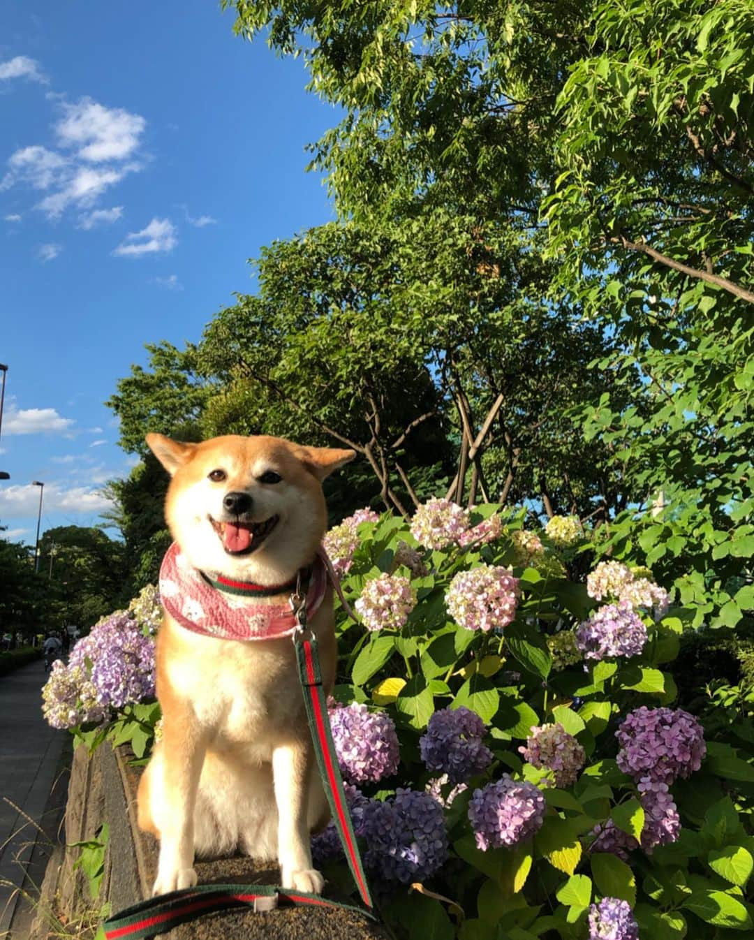 くるみさんのインスタグラム写真 - (くるみInstagram)「. 暑くて笑ってるだけで 3枚目がほんとのドナさんだよ😎 . . #どよどよ #それでも飼い主は #一緒にいられたらそりでしあわせ #紫陽花 #柴犬くるみ #shiba #dog」6月17日 14時20分 - kurukurukurumi222