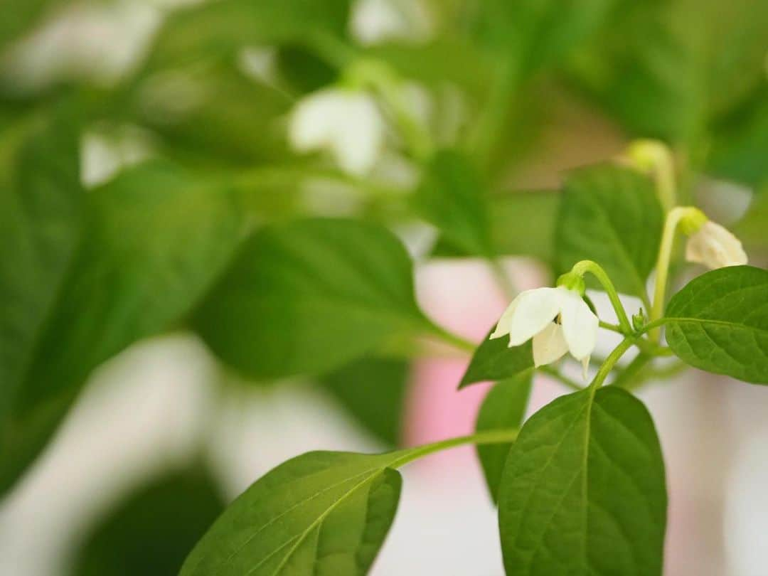 華名（明日華）さんのインスタグラム写真 - (華名（明日華）Instagram)「Shishito green pepper」6月17日 15時09分 - wwe_asuka