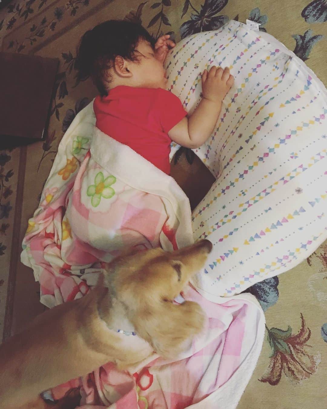 のインスタグラム：「【313日目】 6月11日(火) 最近は帰るともうこの状態な事もしばしば。 僕も仕事終わって帰ってからしか、 MVの事だったり大きなライブの準備をする時間がなく必死、 朋奈ちゃんがせっかく今日の出来事をお話ししてくれてるのに、 「聞いてる！？」 と言われてしまう始末。 そう。聞いてないのだ。 このスイッチの時の俺に話しかけてはいけないのだ。話しかける方が悪い。 と思っているのだが、 しかしさすがに朋奈ちゃんも察して、 何も言わずに、 「じゃあ寝るね。」と言うようになってしまった。 これはマズい。こうなるのは違うんだよ。天邪鬼なのだ俺は。 聞いてあげないと。 しかし今はそれどころではないのだ。 このうまく出来ない自分にイライラするの悪循環の日々。 朋奈ちゃんいつもありがとう。 #ぺーぺー親父のくそ日記 #生後313日目 #生後10ヶ月 #赤ちゃん #女の子 #親父 #娘 #奥さん #松野家 #夫婦 #親子 #家族写真 #松野浩介 #森岡朋奈 #theだいじょぶズ #初恋タロー」