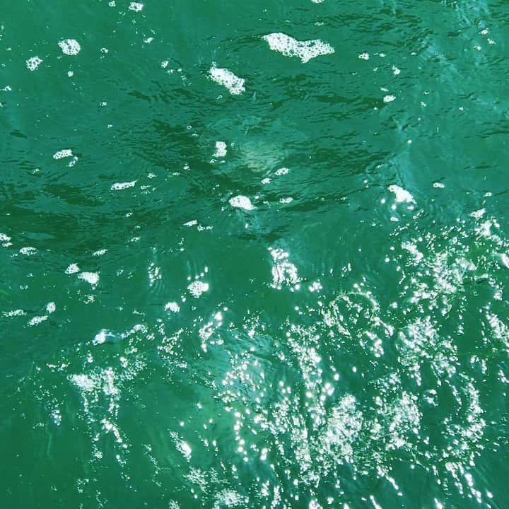 ただすけのインスタグラム：「世界くらげ発見 もしくは くらげ発見伝」