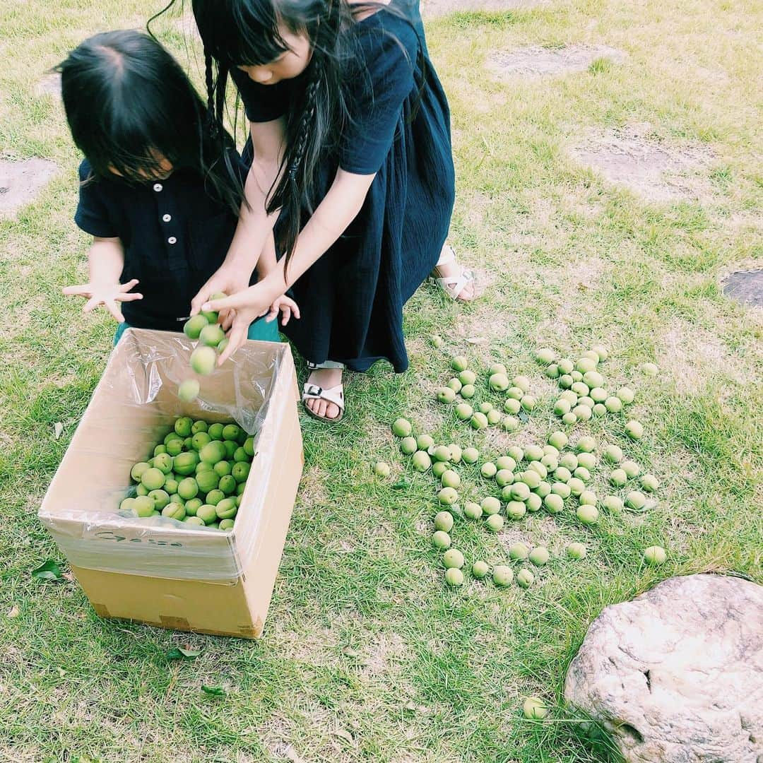 nonさんのインスタグラム写真 - (nonInstagram)「昨日は毎年恒例。長野の祖母の家の梅とり。祖母のいない、はじめての梅とり。こうしておばあちゃん亡き後もおばあちゃんの存在を感じられることは幸せ。  総重量35キロ。 不作の年と言われつつも、これだけの実りをいただき、今年もありがとう〜〜」6月17日 16時06分 - non19841120