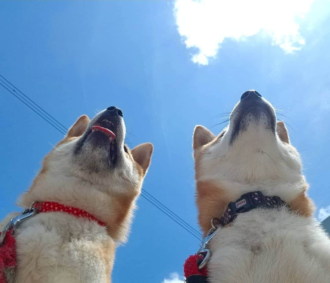 柴犬たま Shibainu Tamaさんのインスタグラム写真 - (柴犬たま Shibainu TamaInstagram)「青空と柴犬 * 絶賛換毛期中のたまですが、こんなに暑くても日向ぼっこはやめられないらしい🤭 * Caption trans🇬🇧 Blue sky and Shiba Inu. Because Tama is hot, winter fur is now converted to summer fur.  However, she can not stop sunbathing despite being hot🤭 * #柴犬たま #たママ #たま家族 #柴犬ミケ #あご黒 #笑顔 #舌ぺろ #たま空シリーズ #柴犬 #shiba #shibainu #shibastagram #犬 #dog #多頭飼い」6月17日 16時34分 - tama7653