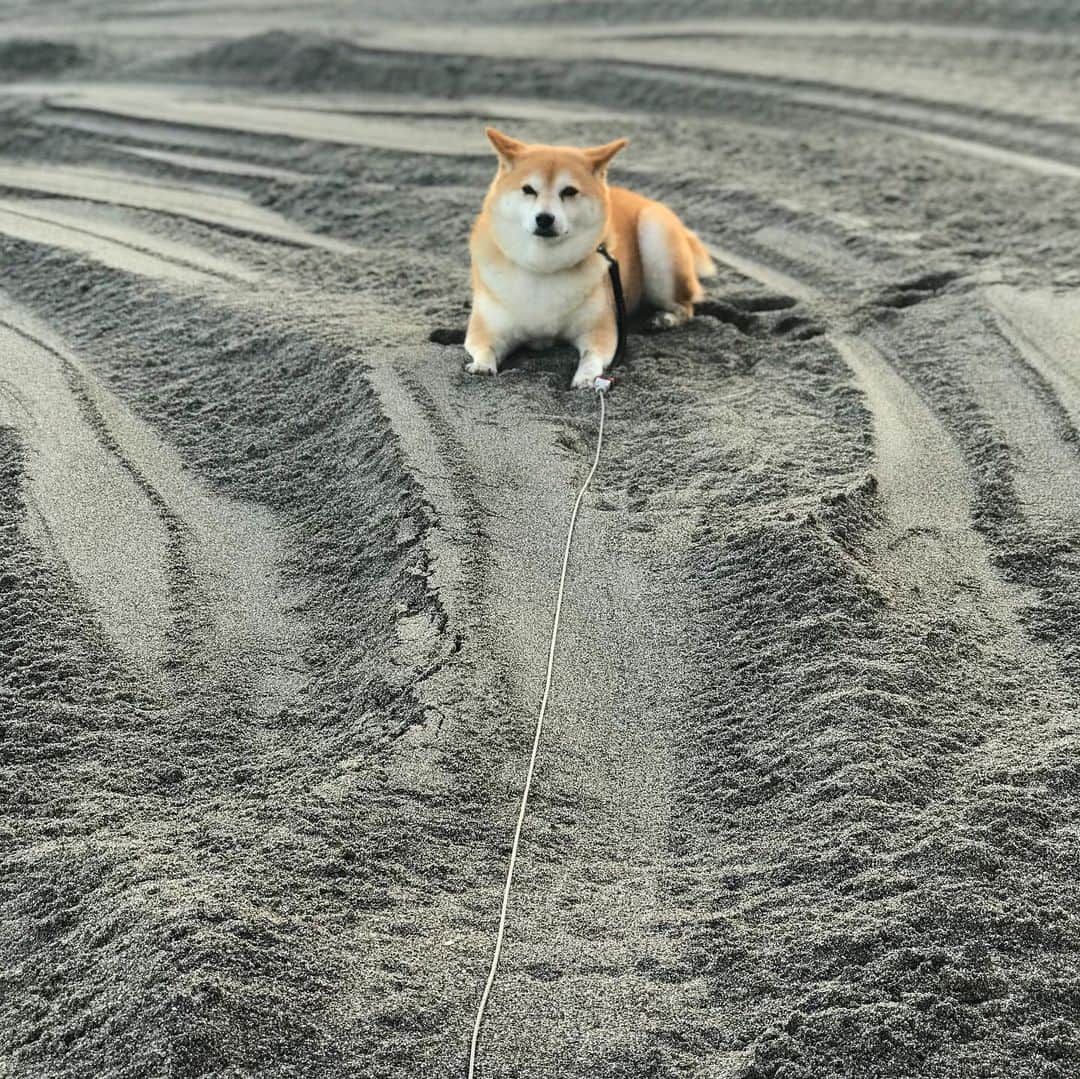のインスタグラム：「①鬼っ子👹  ②今朝の富士山🗻  ③ストロベリームーン🍓  #マル子  #柴犬  #shiba」