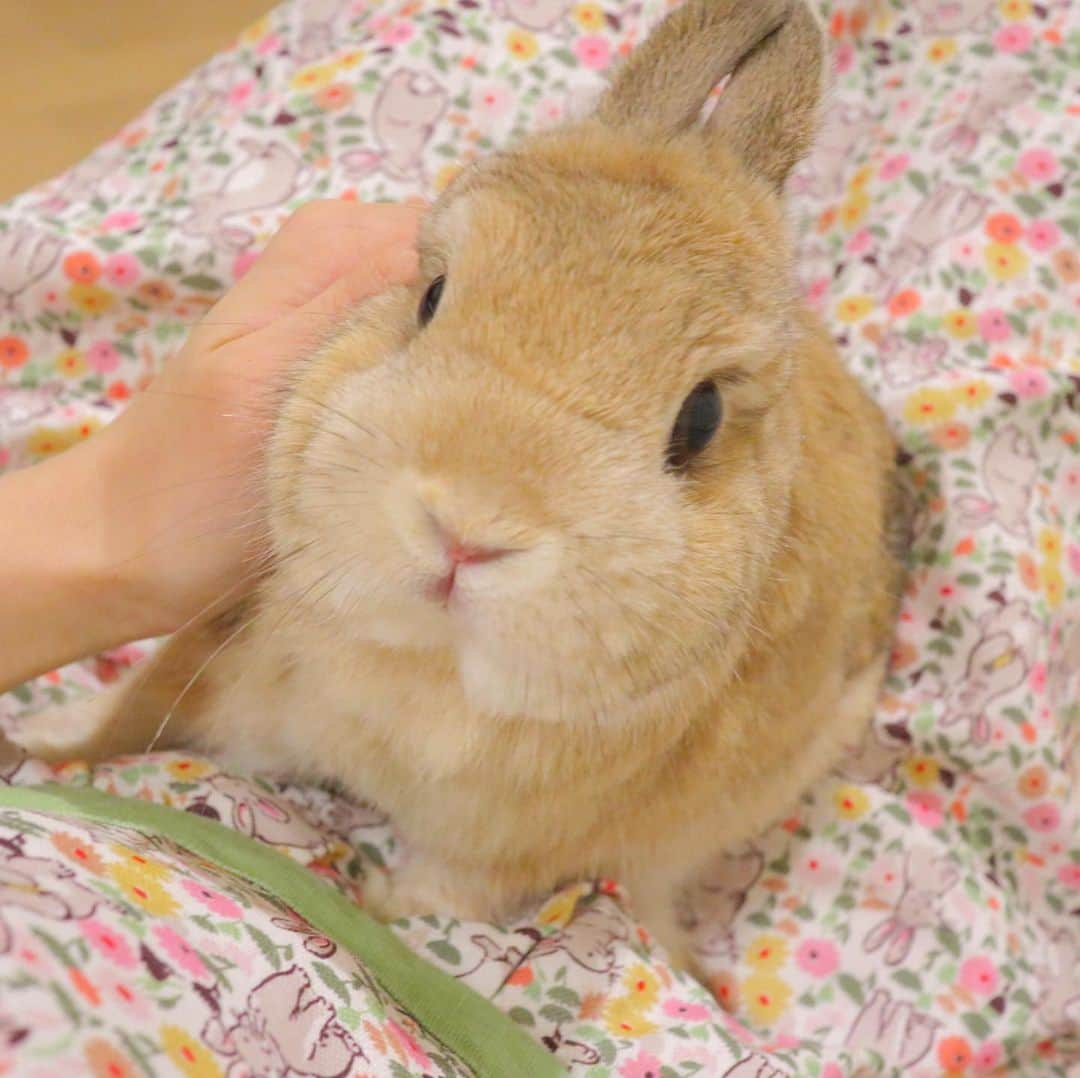 うー & なー ❤️ウチムラさんのインスタグラム写真 - (うー & なー ❤️ウチムラInstagram)「* 🐰🎀「むんーっっ！！！」 取ってつけたようなお耳（笑） * 可愛いエプロンを衝動買いしました💓 いくつか頂きものがあるのですが、腰から下までの物なので… って事で🙂💦こんな可愛い物売らないで欲しい〜笑 * * #cathkitson #キャスキッドソン #bunny #rabbit  #animal  #pets #bunnystagram #rabbitstagram  #動物 #うさぎ #ネザーランドドワーフ #netherlanddwarf #オレンジ  #アンギーユ #アン #あんころ #アン子 #アン太郎 #canonEOSM100」6月17日 16時58分 - uu_una_mina