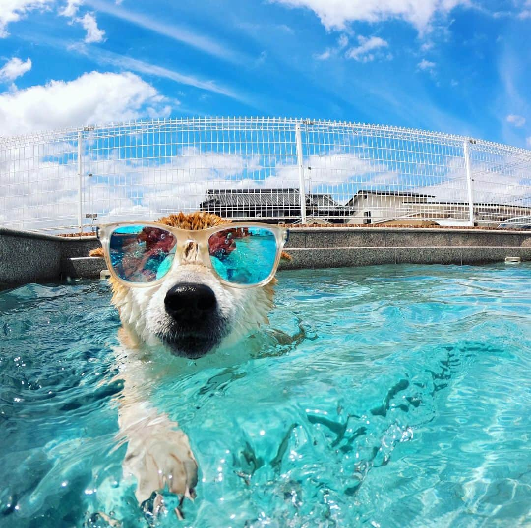 BlackRed shibasさんのインスタグラム写真 - (BlackRed shibasInstagram)「Swimming day! Musashi. . The sky is blue. But my heart is rainy after cloudy… . . . #neneandmusashi2019 #GoPro #GoProJP #ゴープロ #shiba #shibinu #柴犬 #しばいぬ #japan #水遊び#gopropets #lovely #cute #goprodog #goproのある生活 #日本犬  #pool #dog #happy #goprohero7 #hero7black #goprofetch #besomedoggy #doggo #goprodogsquad #gopropov #capturedifferent #柴犬ライフ」6月17日 17時17分 - black_red_jp