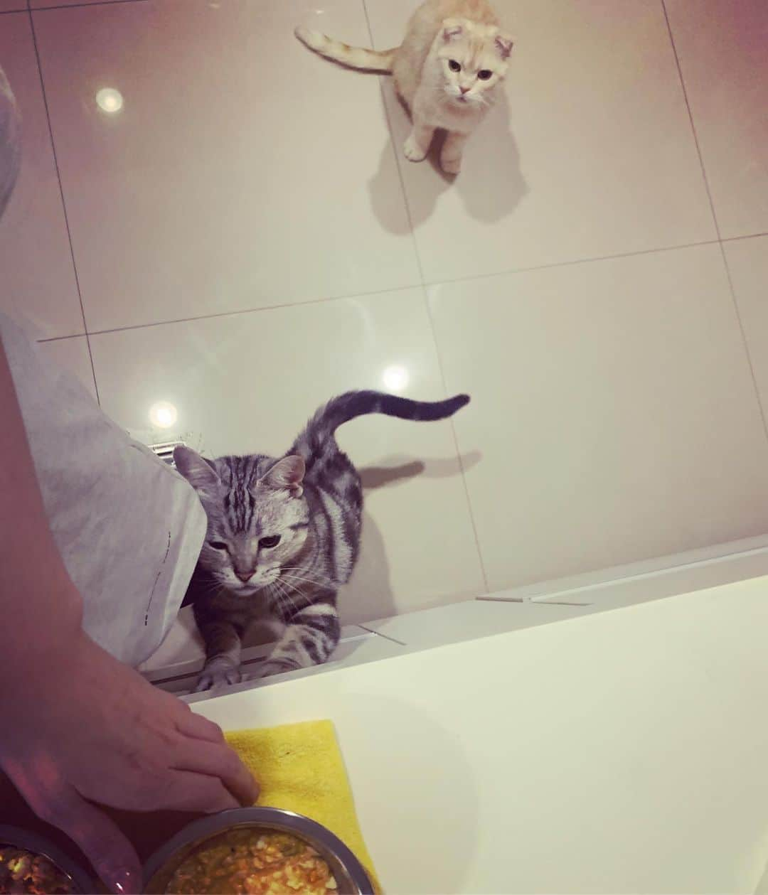 パフ・クオさんのインスタグラム写真 - (パフ・クオInstagram)「🤣🤣🤣急噗噗～🐈🐈 #cats  #噗噗尼力」6月17日 17時41分 - aohsuehfu