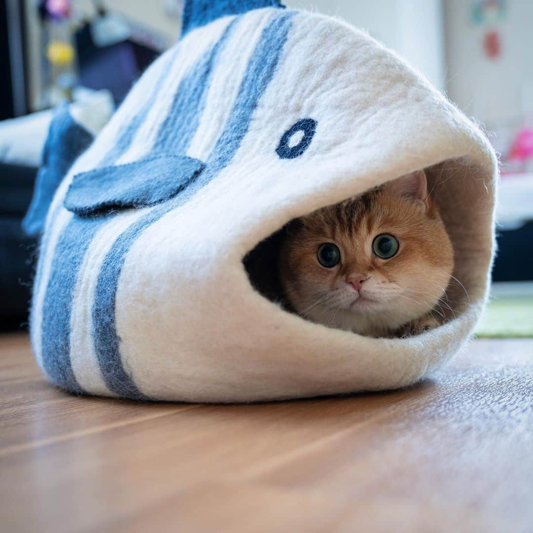 Hosicoさんのインスタグラム写真 - (HosicoInstagram)「Today I will sit in the fish 🐟」6月17日 17時47分 - hosico_cat