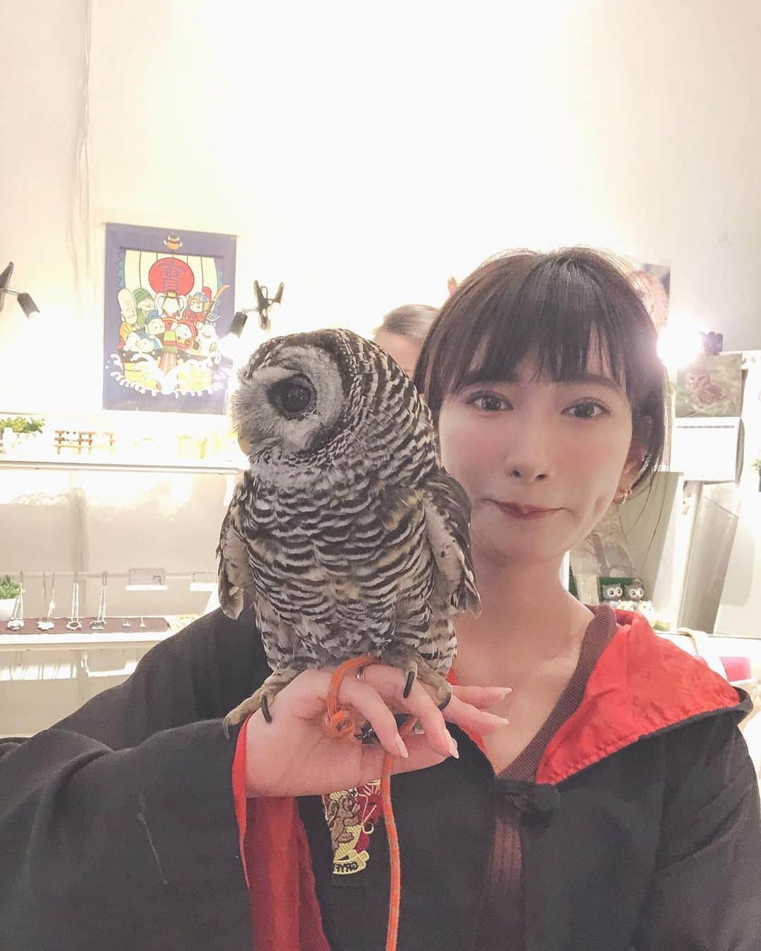 井端珠里さんのインスタグラム写真 - (井端珠里Instagram)「お友達にフクロウカフェに連れてってもらった🦉 最高に、最高に幸せすぎて泣くかと思いました。 あんなに幸せになれる場所があるなんて…｡ﾟ(ﾟ´ω`ﾟ)ﾟ｡ 大好きなフクロウさんに沢山遊んでもらえる幸せって半端ない...。 ①幸せすぎて泣きそう ②肩に乗せようとしてくれたのに頭に乗る ③一目惚れしたマロン様 ④はむはむ甘噛みしてくるフクちゃん ⑤美人アカアシ様にドキドキ ⑥恋したおチビちゃん名前わからず ⑦皆こっち見てる…  フン避けにローブを貸してもらえます。 ネクタイは何避けにもなりません。  #フクロウ#フクロウカフェ#フクロウのみせ#owl#owlcafe」6月17日 18時02分 - jullie8799