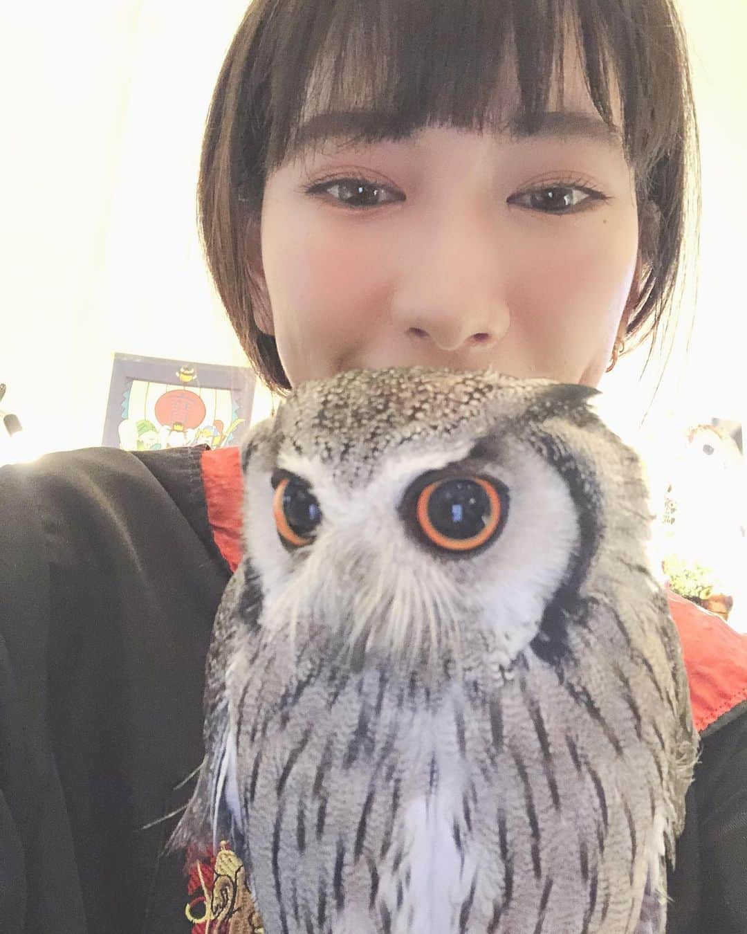 井端珠里さんのインスタグラム写真 - (井端珠里Instagram)「お友達にフクロウカフェに連れてってもらった🦉 最高に、最高に幸せすぎて泣くかと思いました。 あんなに幸せになれる場所があるなんて…｡ﾟ(ﾟ´ω`ﾟ)ﾟ｡ 大好きなフクロウさんに沢山遊んでもらえる幸せって半端ない...。 ①幸せすぎて泣きそう ②肩に乗せようとしてくれたのに頭に乗る ③一目惚れしたマロン様 ④はむはむ甘噛みしてくるフクちゃん ⑤美人アカアシ様にドキドキ ⑥恋したおチビちゃん名前わからず ⑦皆こっち見てる…  フン避けにローブを貸してもらえます。 ネクタイは何避けにもなりません。  #フクロウ#フクロウカフェ#フクロウのみせ#owl#owlcafe」6月17日 18時02分 - jullie8799