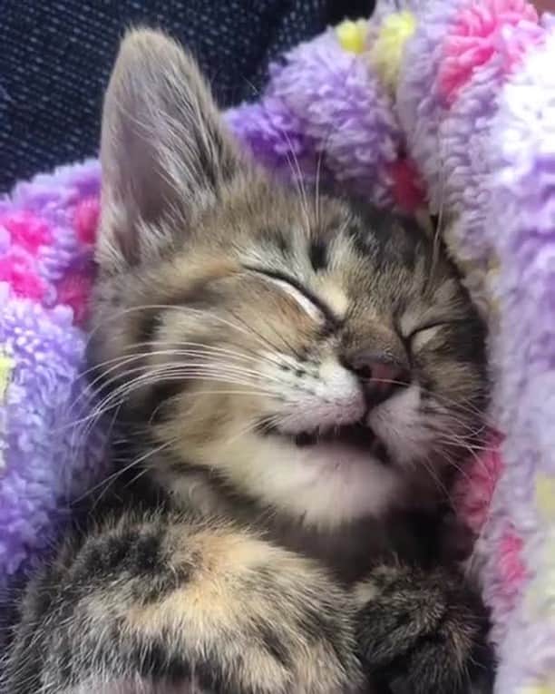 Aww Clubのインスタグラム