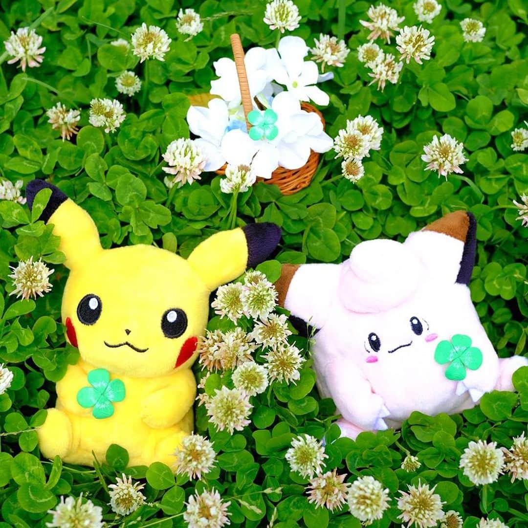 ピカチュウ公式Instagramさんのインスタグラム写真 - (ピカチュウ公式InstagramInstagram)「【今日のピカチュウ】 ピッピといっしょにクローバー畑を散策☘ ふたりとも、四つ葉のクローバーを見つけて嬉しそう😊 #pikachu #clefairy #pokemon #pikachu_snap #photooftheday #flower #flowers #clover #green #sunny #ピカチュウ #ピッピ #花  #緑 #クローバー #晴れ」6月17日 18時00分 - pokemon_jpn