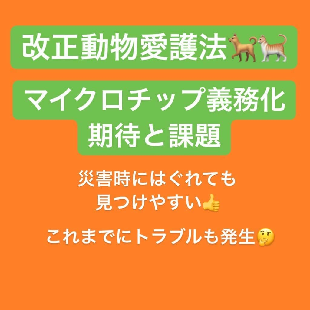 sippoさんのインスタグラム写真 - (sippoInstagram)「マイクロチップ義務化で、期待される効果と課題とは？ ・ 記事は、ストーリーズのリンク、もしくはプロフィールのサイトリンクでご覧いただくか、こちらのURLからどうぞ→ https://sippo.asahi.com/article/12455375 ・ #動物愛護法 #マイクロチップ義務化 #sippo」6月17日 18時05分 - sippo_official