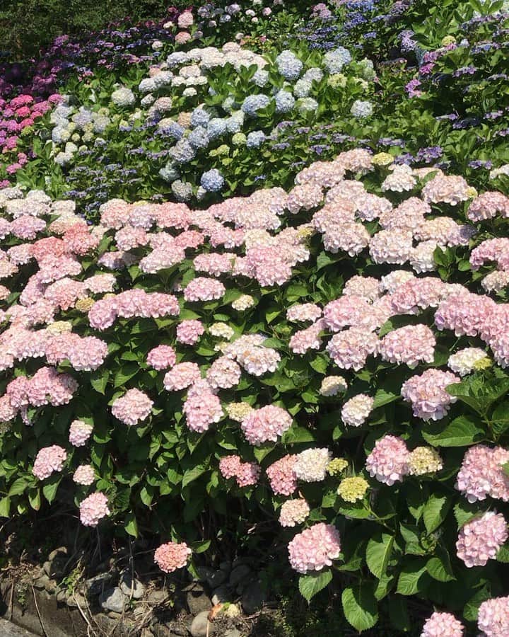 のインスタグラム：「#お花だより  #あじさい 街道 #アジサイ #紫陽花 #hydrangea」