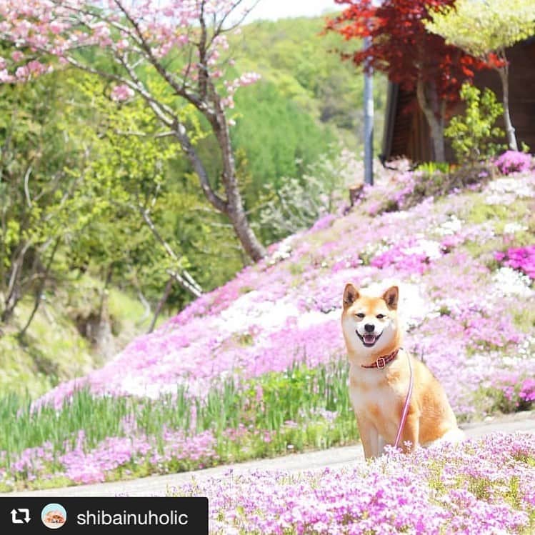アイペット ペットスナップキャンペーンさんのインスタグラム写真 - (アイペット ペットスナップキャンペーンInstagram)「淡いピンクに包まれて、とっても穏やかな表情😍﻿ こんなに綺麗な芝桜の公園があるんですね！⠀﻿ ⠀﻿ Repost⇒@shibainuholic ゆりちゃん❤️⠀﻿ ⠀﻿ 毎日たくさんのご投稿ありがとうございます♪⠀﻿ ご投稿いただいたお写真はこちらでご紹介しています❤️⠀⠀﻿ まだまだたくさんのご応募お待ちしています✨⠀﻿ ⠀﻿ 【★インスタ投稿キャンペーン開催中★】⠀⠀﻿ ⠀⠀﻿ 参加方法はとっても簡単♪⠀⠀﻿ ⠀⠀﻿ ①アイペットのアカウントをフォロー！⠀⠀﻿ ②月ごとのお題に沿ったペット写真を撮り、⠀﻿ ＃お題 #ipet #今日のうちの子🐶🐱　を付けて投稿！⠀⠀﻿ ⠀⠀﻿ ご参加いただいた方の中から、⠀⠀﻿ 抽選で毎月3名様に『投稿写真入りコースター』をプレゼント🎁⠀⠀﻿ ⠀⠀﻿ 6月のお題→→「#花とうちの子 」⠀⠀﻿ ⠀⠀﻿ #花とうちの子 #ipet #今日のうちの子🐶🐱⠀⠀﻿ を付けたたくさんの投稿お待ちしております！.⠀⠀⠀﻿ ⠀⠀﻿ .※投稿していただいたお写真は当社公式アカウントよりご紹介する場合がございます。⠀⠀⠀⠀⠀⠀⠀⠀⠀⁣⠀⁣⠀⁣⠀⠀﻿ ⠀⠀﻿ #アイペット . ⠀⠀⠀⠀⠀⠀⠀⠀⠀⁣⠀⁣⠀⁣⠀⠀﻿ #犬 #dog #dogs #dogstagram #dogsofinstagram #cutedog #ilovedogs #doglover #pet #cane #perro #perra #わんこ #わんこだいすき #犬好きな人と繋がりたい　#犬がいる生活 #犬親バカ #ポペットフレンズ #犬好きな人と繋がりたい #犬のいる暮らし #癒し犬⠀⠀⠀⠀⠀⠀﻿ ⠀⠀⠀⠀⠀⠀⠀⠀⁣⠀⁣⠀⁣⠀⠀﻿ #アイペット広報⠀﻿」6月17日 18時24分 - ipet__ins