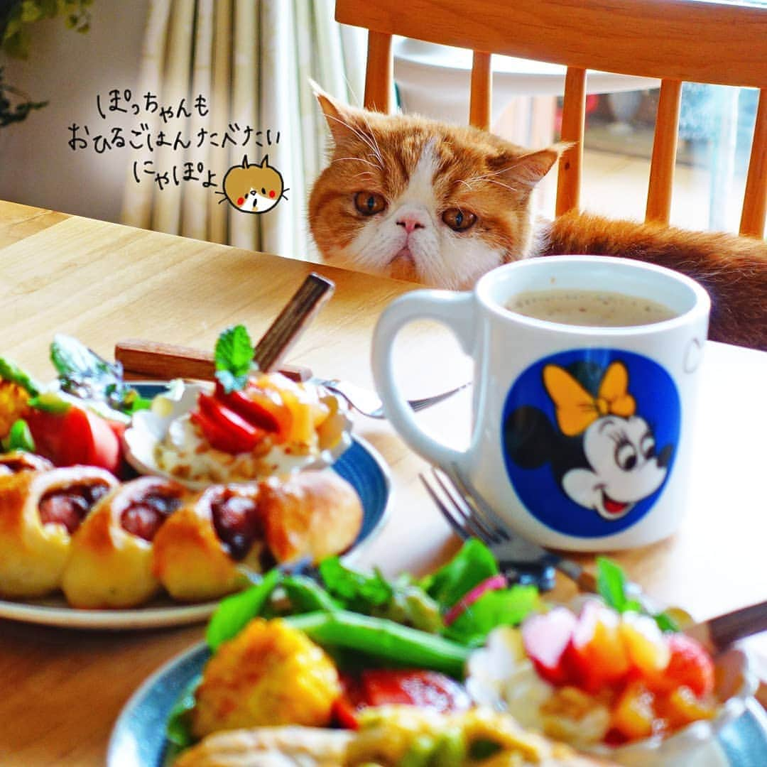 なっつ。さんのインスタグラム写真 - (なっつ。Instagram)「☕🥖 #ぴょこっと現れたぽっちゃんに心を奪われるの巻き♥️ わちゃわちゃとお昼準備してたら ぽっちゃんがやってきた♡ ぽっちゃんもにゃんこごはんで お昼にしようねー♡ 置き餌だけども😂 クリスピーキッストッピングしよー🥰 ・ ・ ・ #なっつごはん🍚」6月17日 18時25分 - punipopo