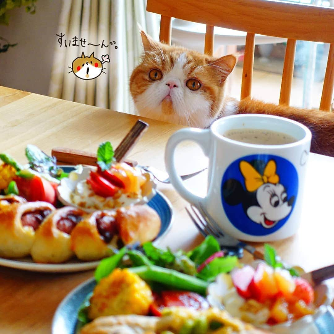 なっつ。さんのインスタグラム写真 - (なっつ。Instagram)「☕🥖 #ぴょこっと現れたぽっちゃんに心を奪われるの巻き♥️ わちゃわちゃとお昼準備してたら ぽっちゃんがやってきた♡ ぽっちゃんもにゃんこごはんで お昼にしようねー♡ 置き餌だけども😂 クリスピーキッストッピングしよー🥰 ・ ・ ・ #なっつごはん🍚」6月17日 18時25分 - punipopo