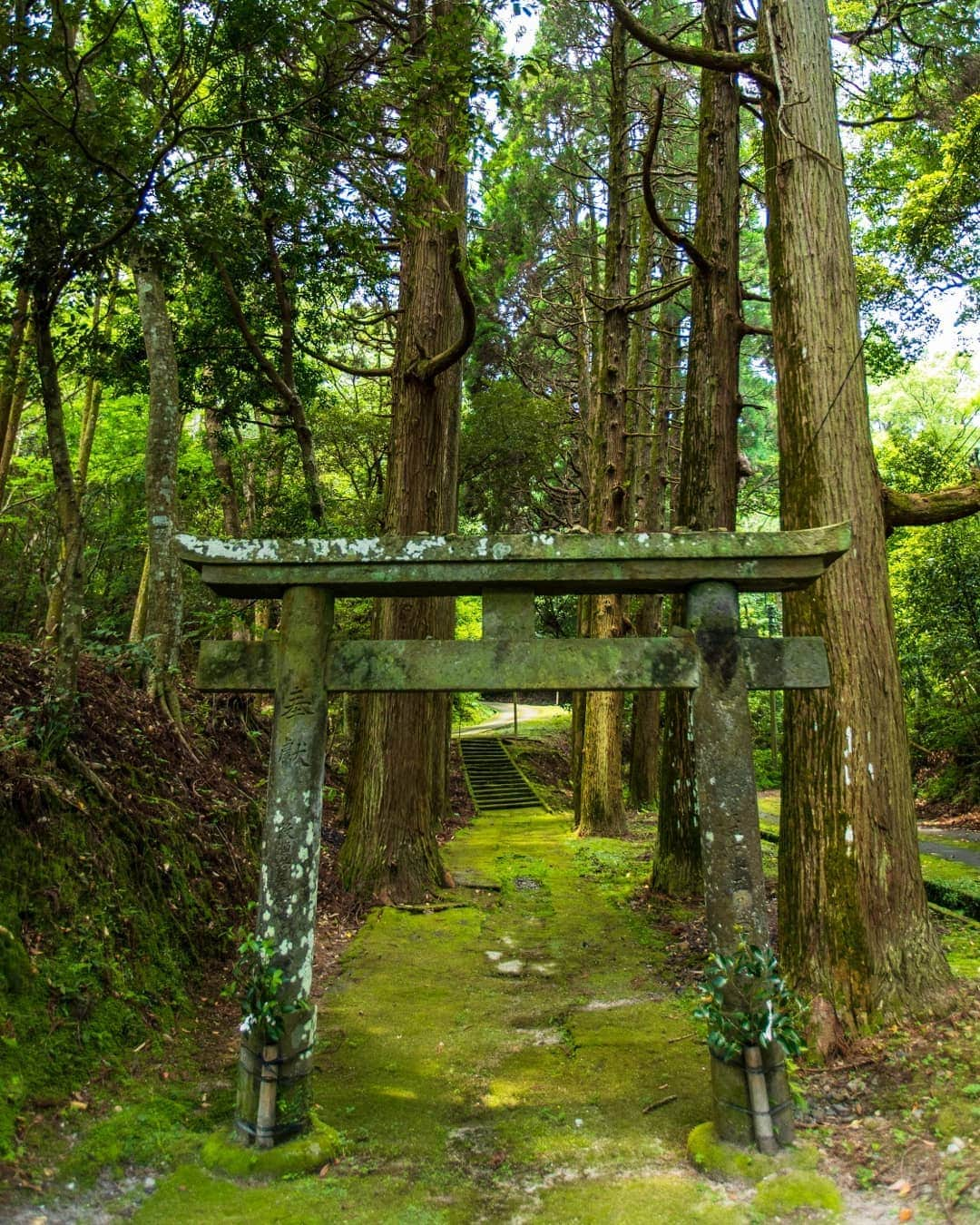 鹿児島よかもん再発見さんのインスタグラム写真 - (鹿児島よかもん再発見Instagram)「鹿児島市喜入町の南方神社へ(^-^)/ なんとなく思いついて訪ねたら、境内の紫陽花がしっかり咲いていて、タイミングというか、引き合わせというか、ありがたい気持ちになりました✨  クスノキの大木が並び、緑に包まれた山の中の神社⛩️ 心落ち着きますね。。 ※蚊が多かったので虫除け必須(笑)  #鹿児島 #鹿児島観光 #鹿児島の風景 #鹿児島の神社 #南方神社 #喜入 #喜入南方神社 #カメラブ #森林 #nature」6月17日 18時26分 - kagoshimayokamon